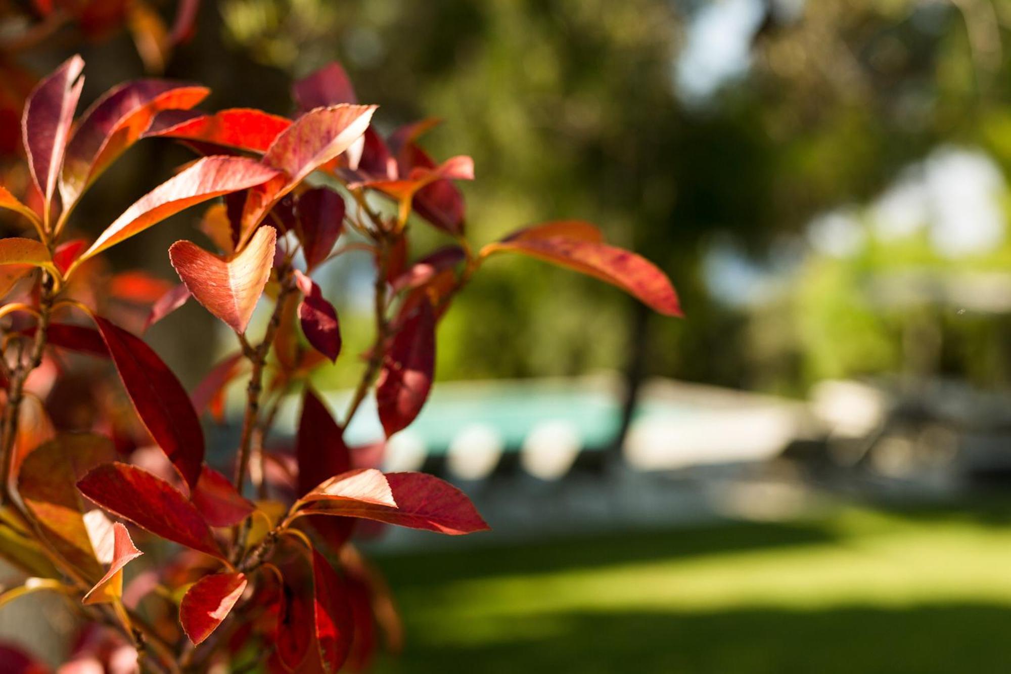 Olivia Estate Villa With Private Swimming Pool Elia Nikitis Ngoại thất bức ảnh